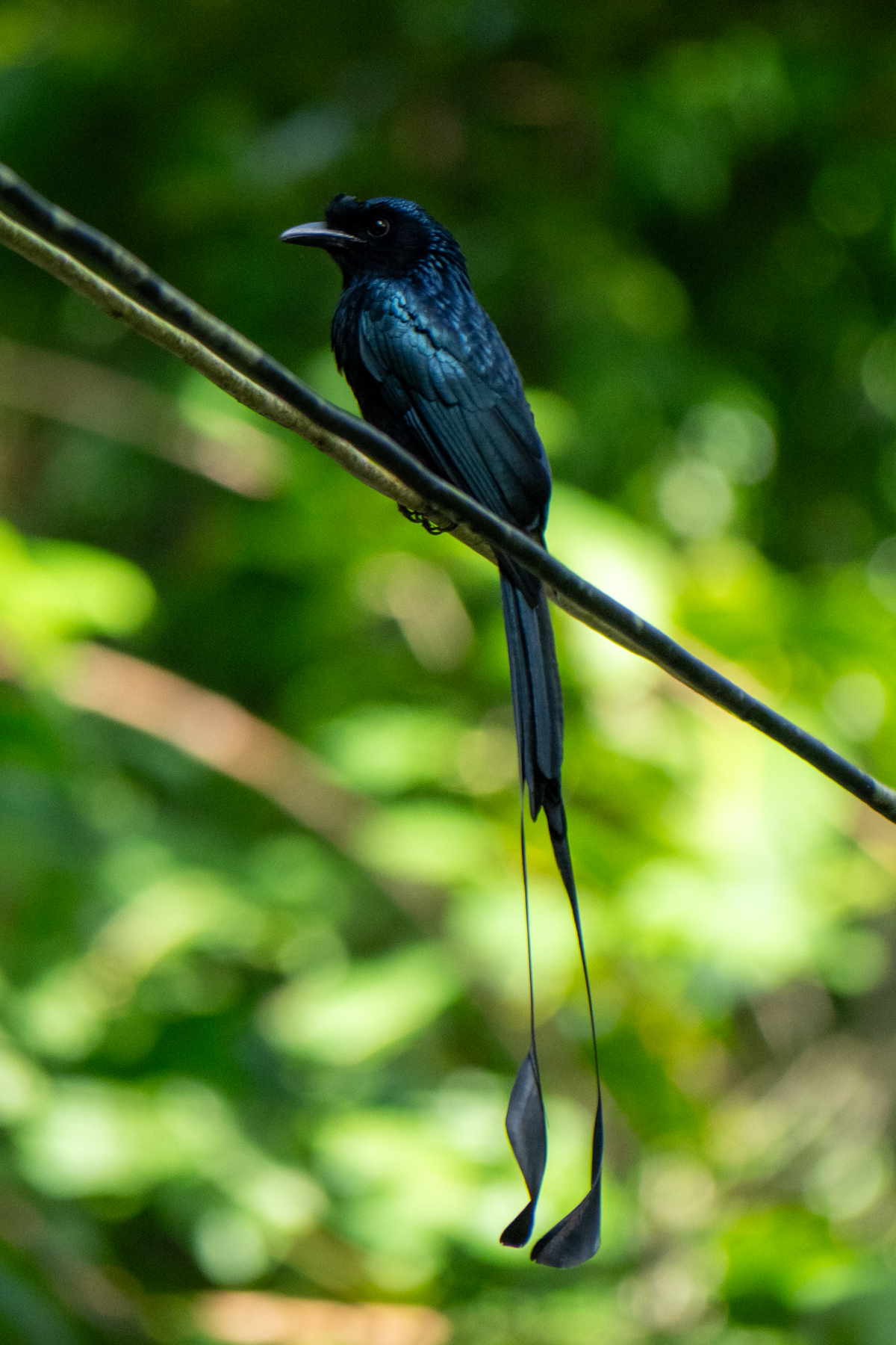 Greater Racket-tailed Drongo (image by Dave Farrow)
