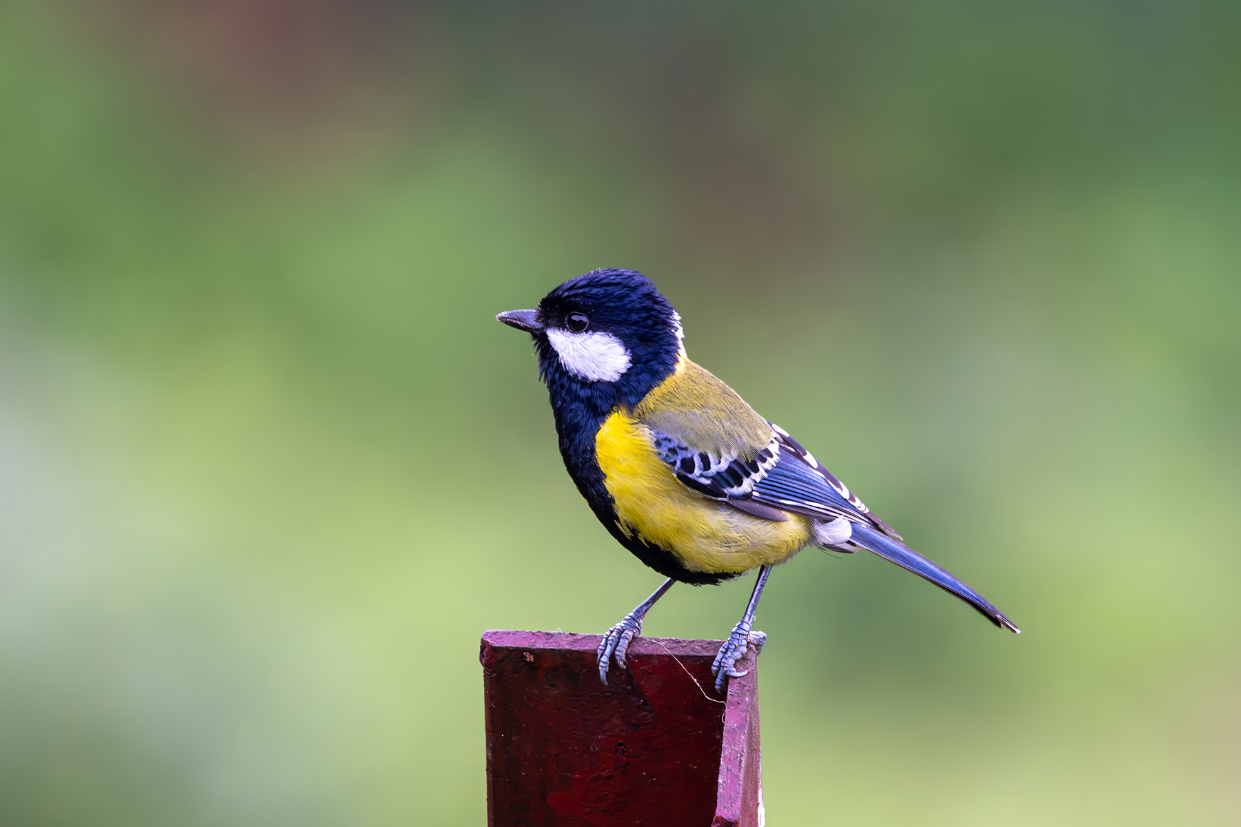 Green-backed Tit (image by Nik Borrow)