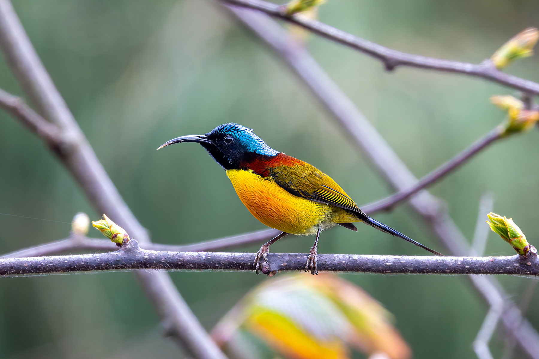male Green-tailed Sunbird (image by Nik Borrow)