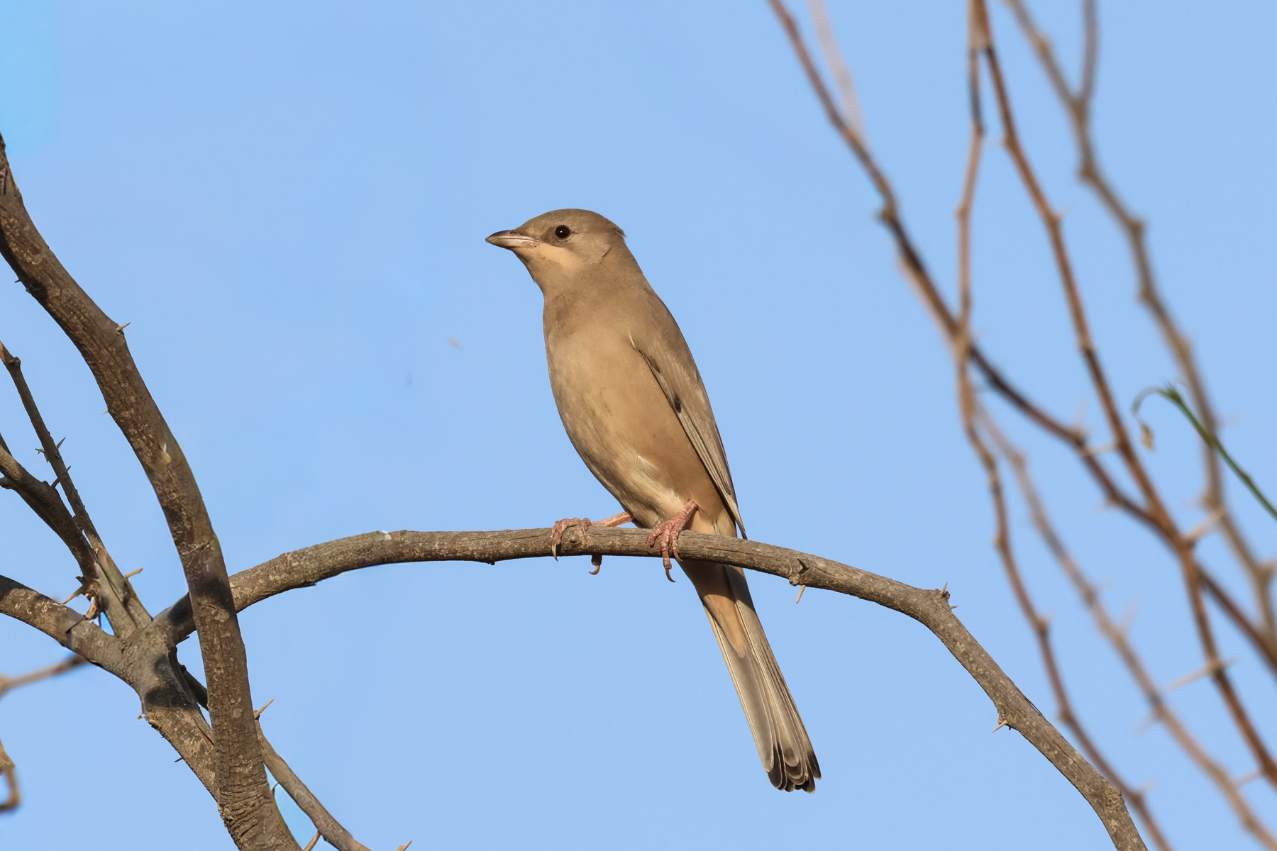Grey Hypocolius (image by Hannu Jännes)