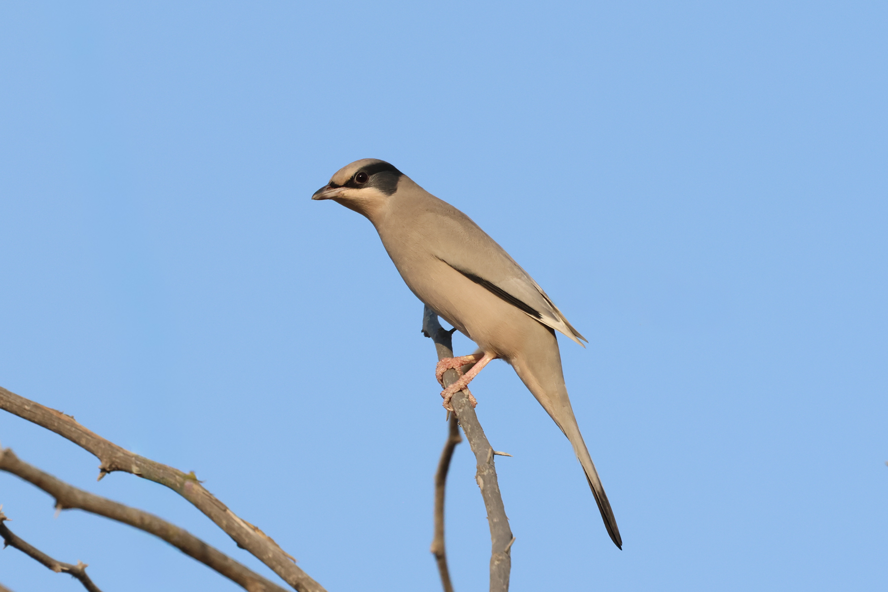 Grey Hypocolius (image by Hannu Jännes)