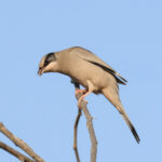 Grey Hypocolius (image by Hannu Jännes)
