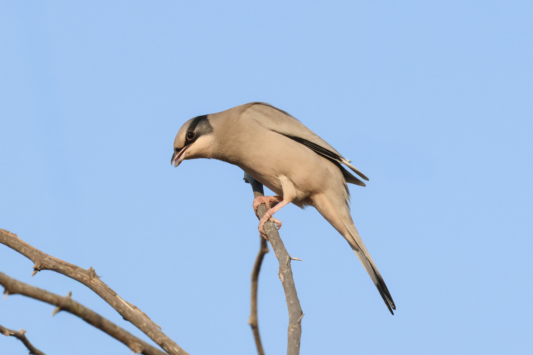 Grey Hypocolius (image by Hannu Jännes)
