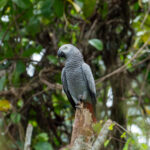 Grey Parrot (image by Mark Van Beirs)