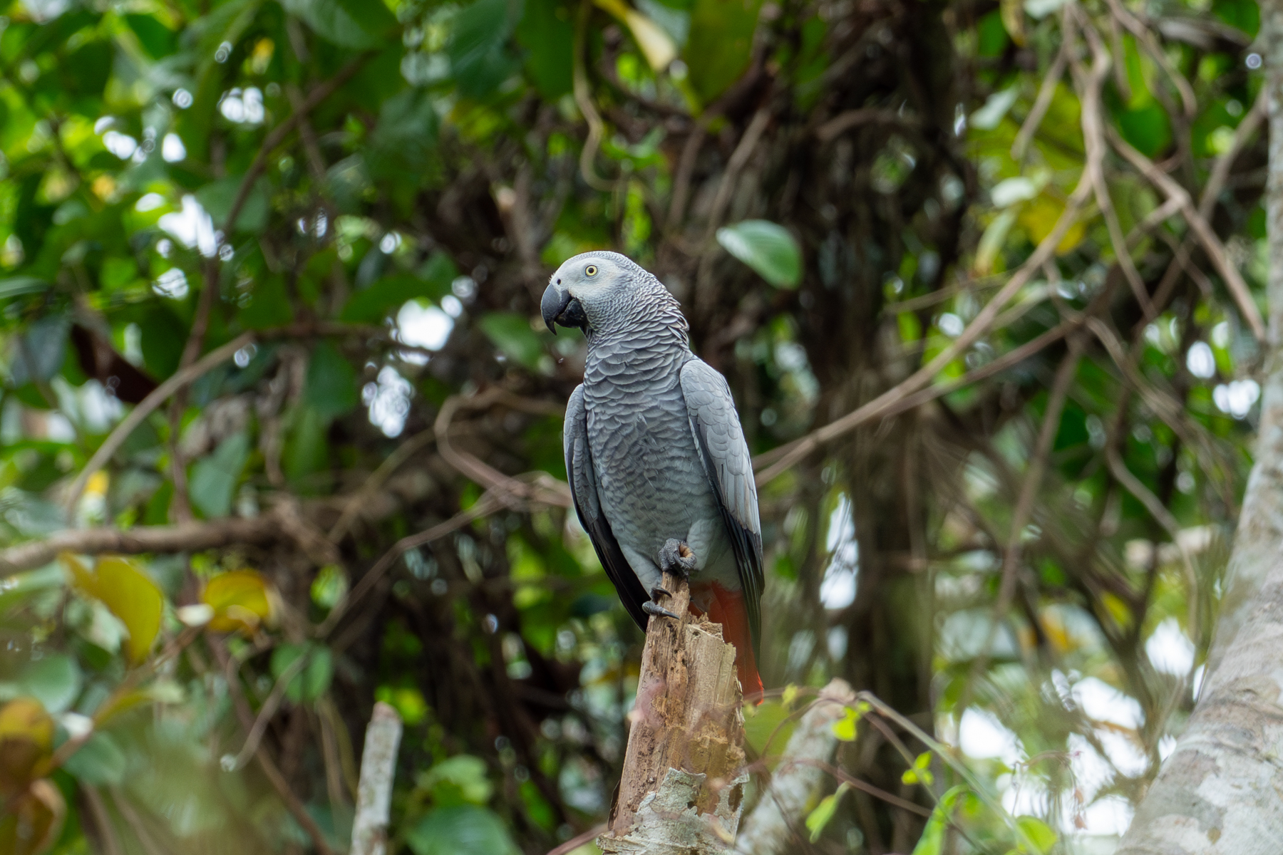 Grey Parrot (image by Mark Van Beirs)