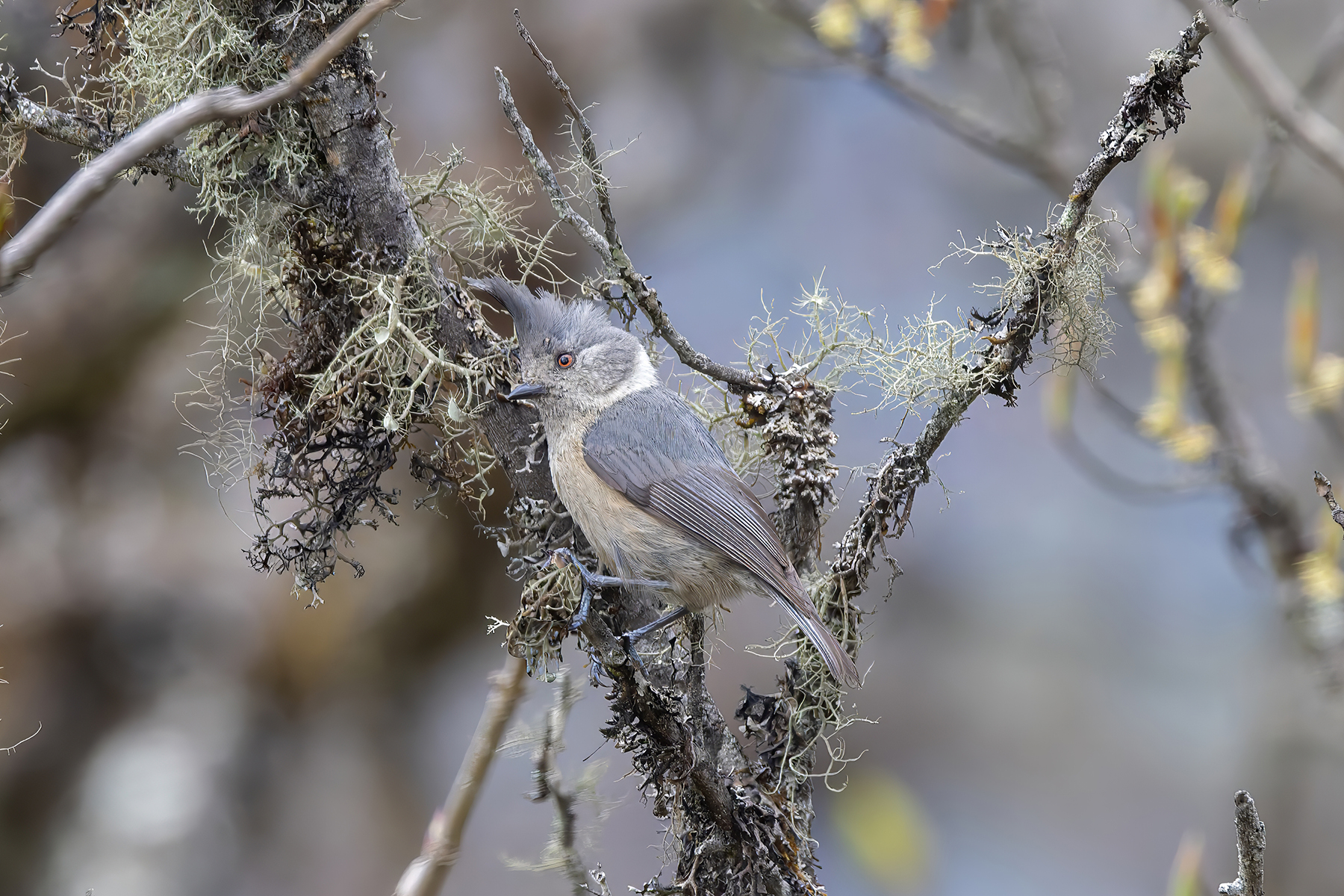 Grey-crested Tit (image by Nik Borrow)