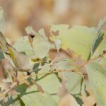 Grey-fronted Honeyeater (image by Michael Greenshields)