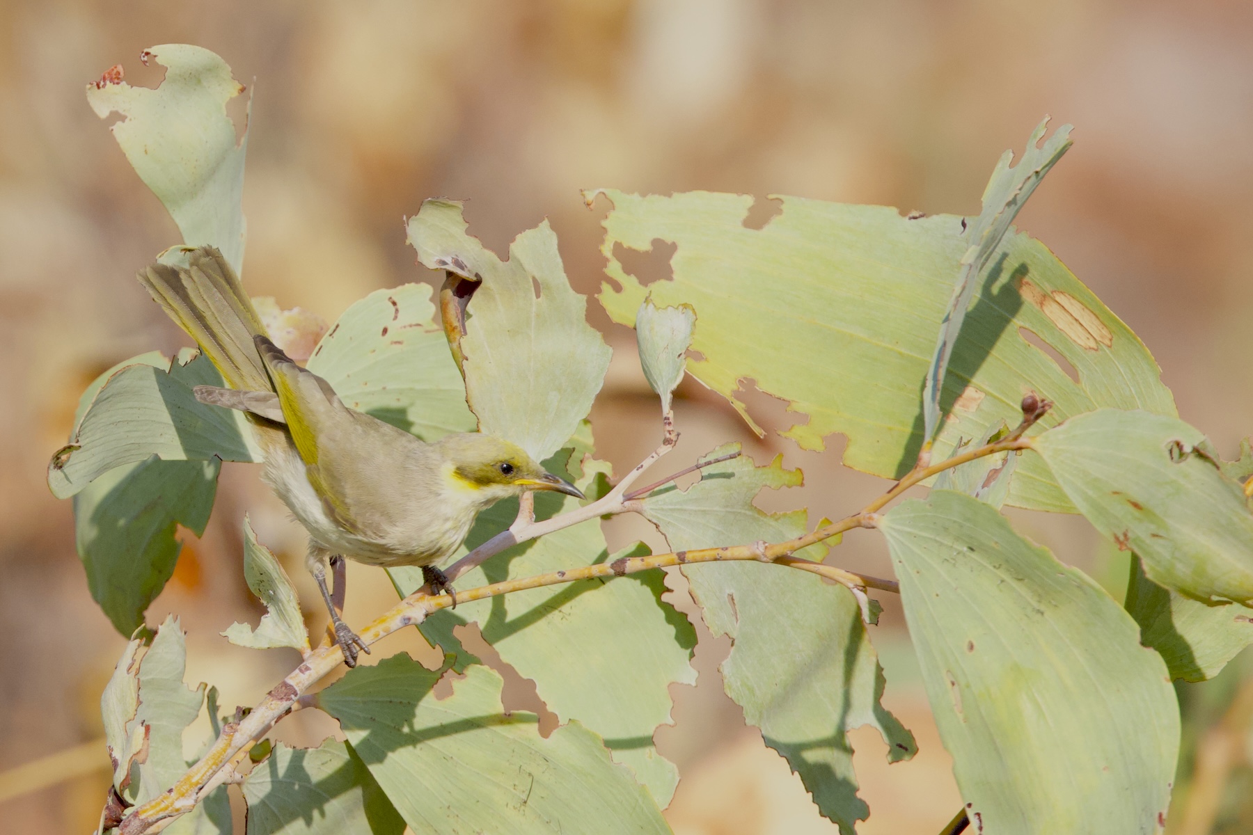 Grey-fronted Honeyeater (image by Michael Greenshields)