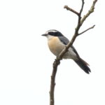 Grey-green Bushshrike (image by Janos Olah)