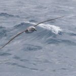 Grey-headed Albatross (image by Mike Watson)