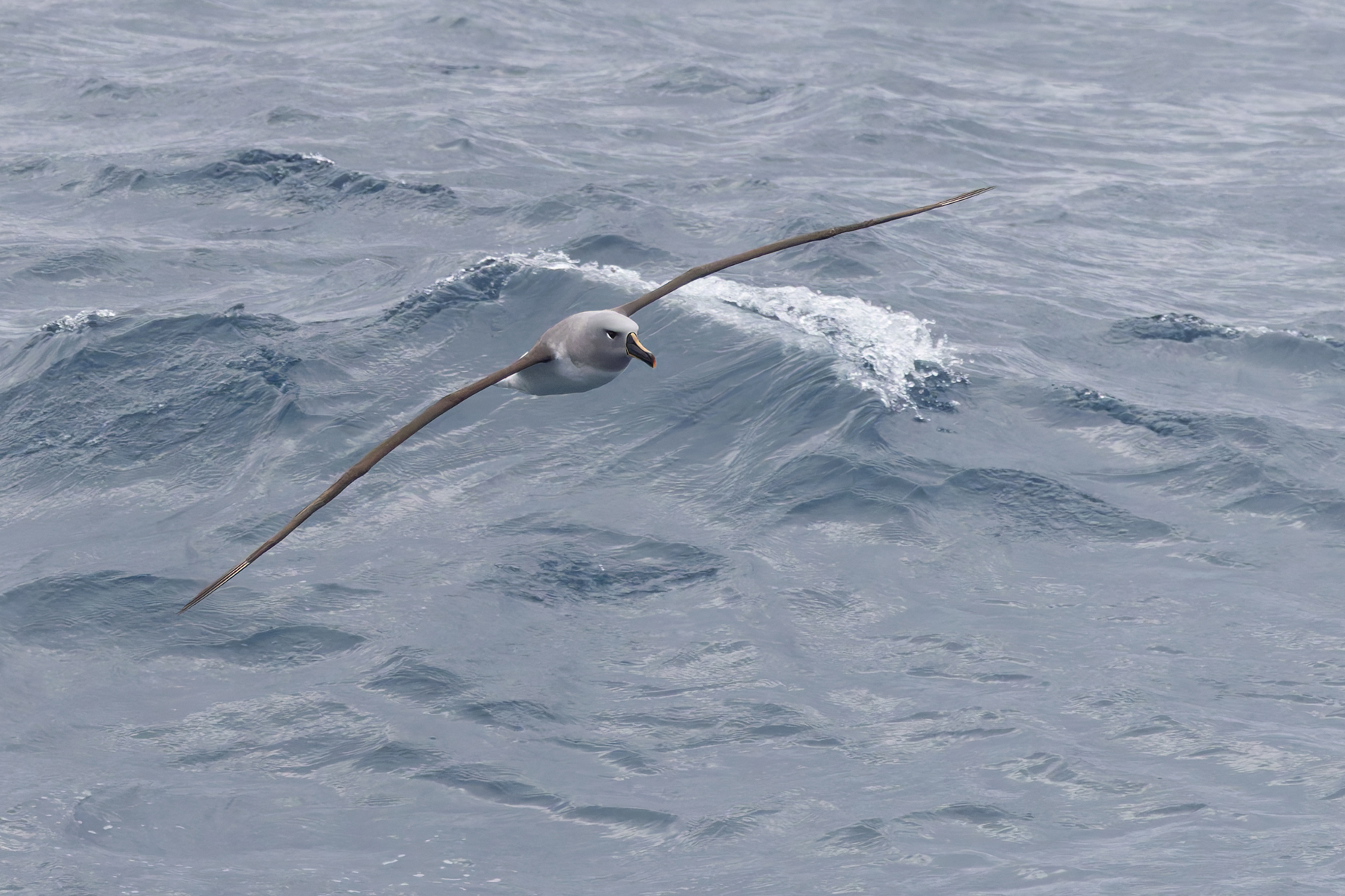 Grey-headed Albatross (image by Mike Watson)