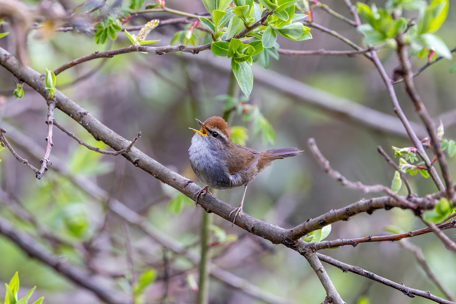 Grey-sided Bush Warbler (image by Nik Borrow)
