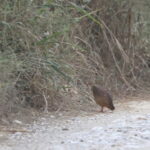 Grey-striped Francolin (image by Janos Olah)