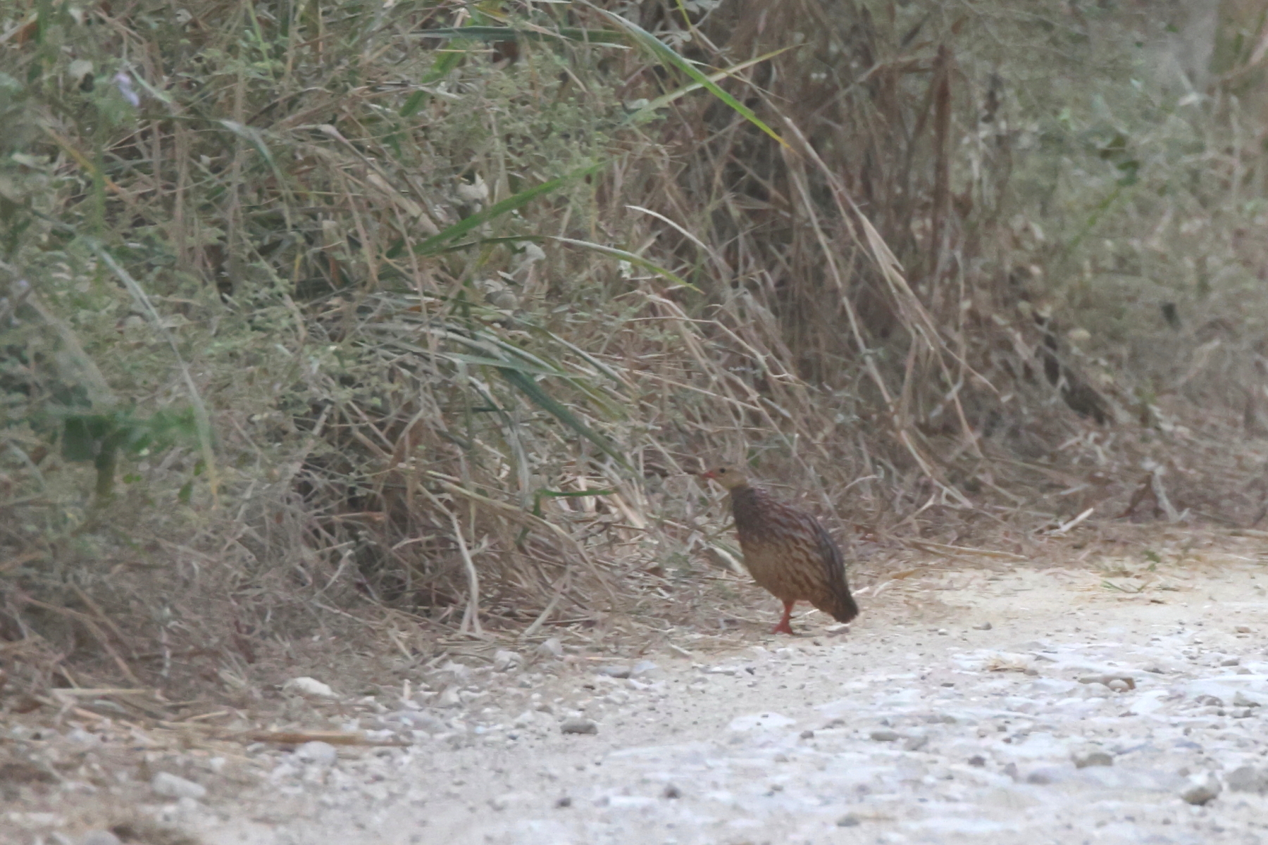 Grey-striped Francolin (image by Janos Olah)