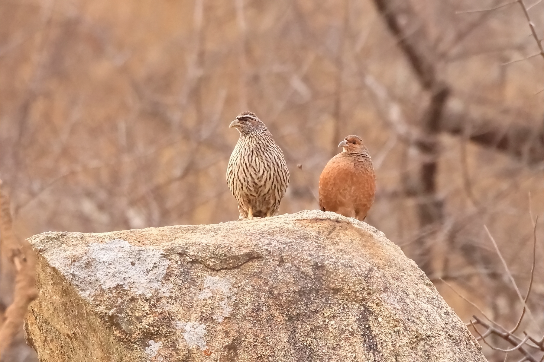 Hartalub's Francolins (image by Janos Olah)