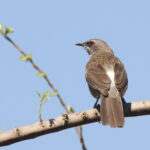 Hartlaub's Babbler (image by Janos Olah)