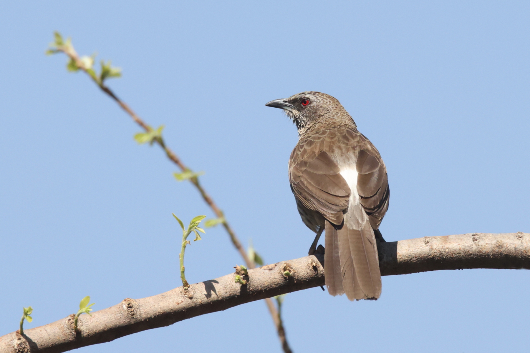 Hartlaub's Babbler (image by Janos Olah)