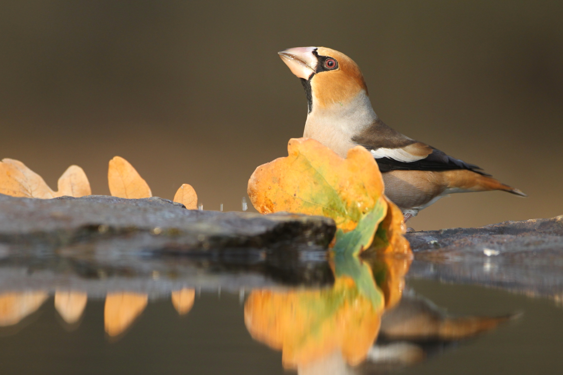 Hawfinch (image by János Oláh)