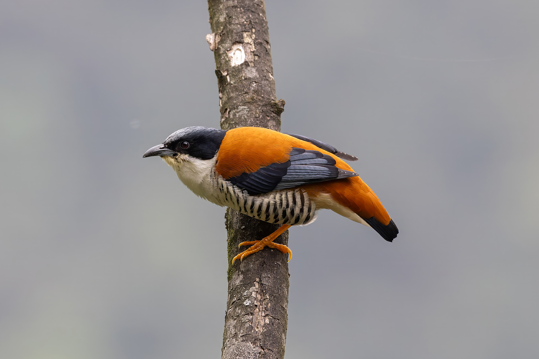 male Himalayan Cutia (image by Nik Borrow)
