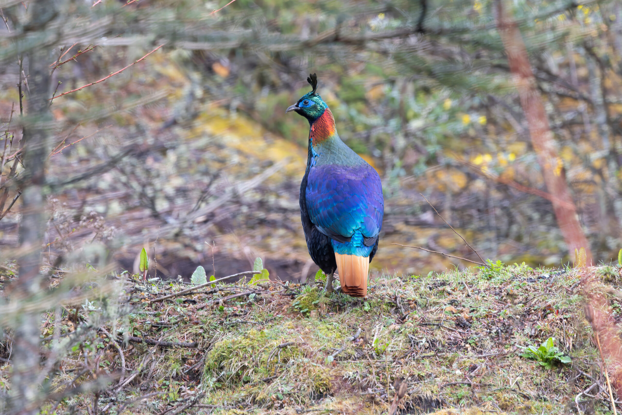 male Himalayan Monal (image by Nik Borrow)