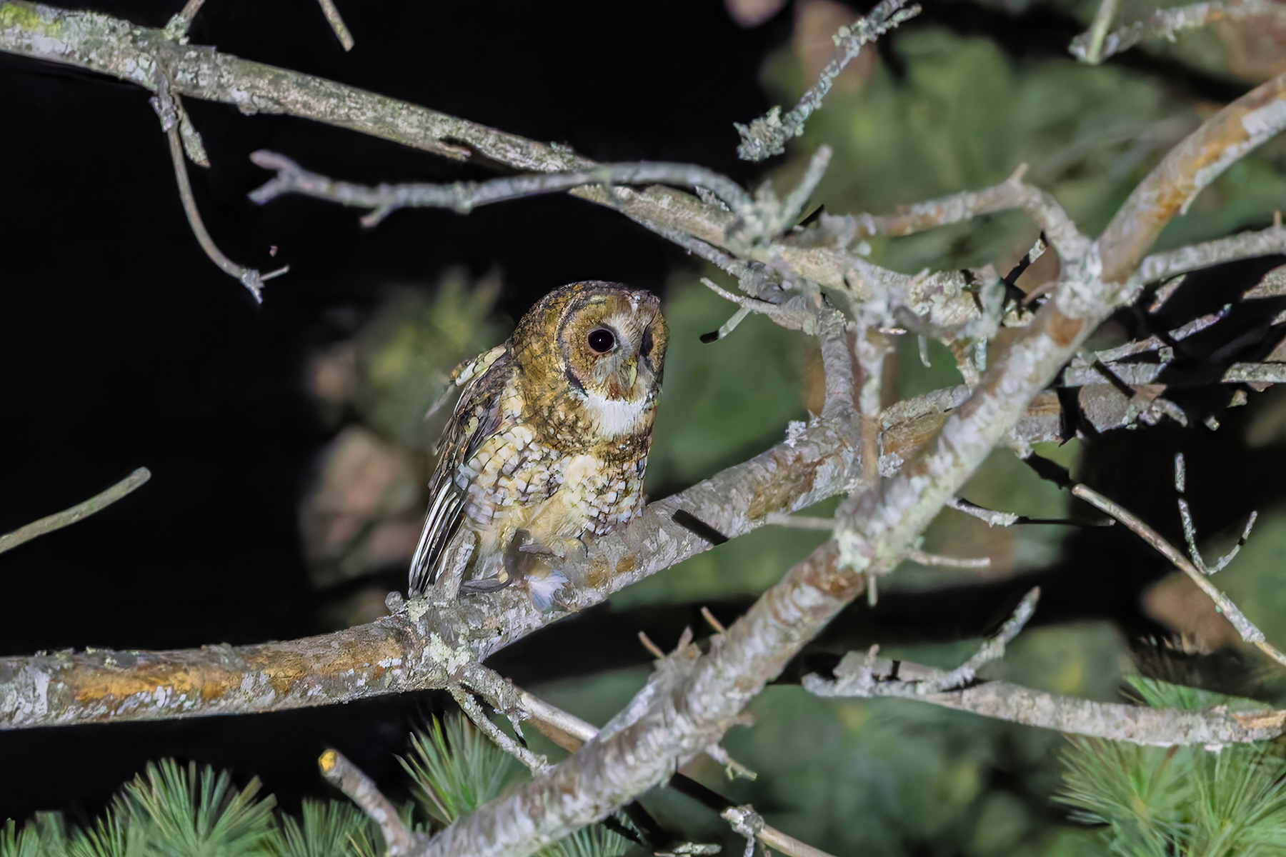 Himalayan Owl (image by Nik Borrow)