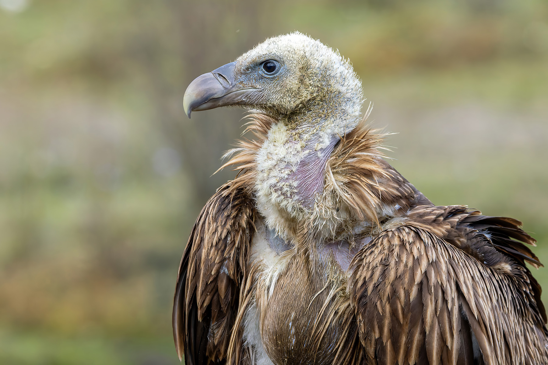 immature Himalayan Vulture (image by Nik Borrow)