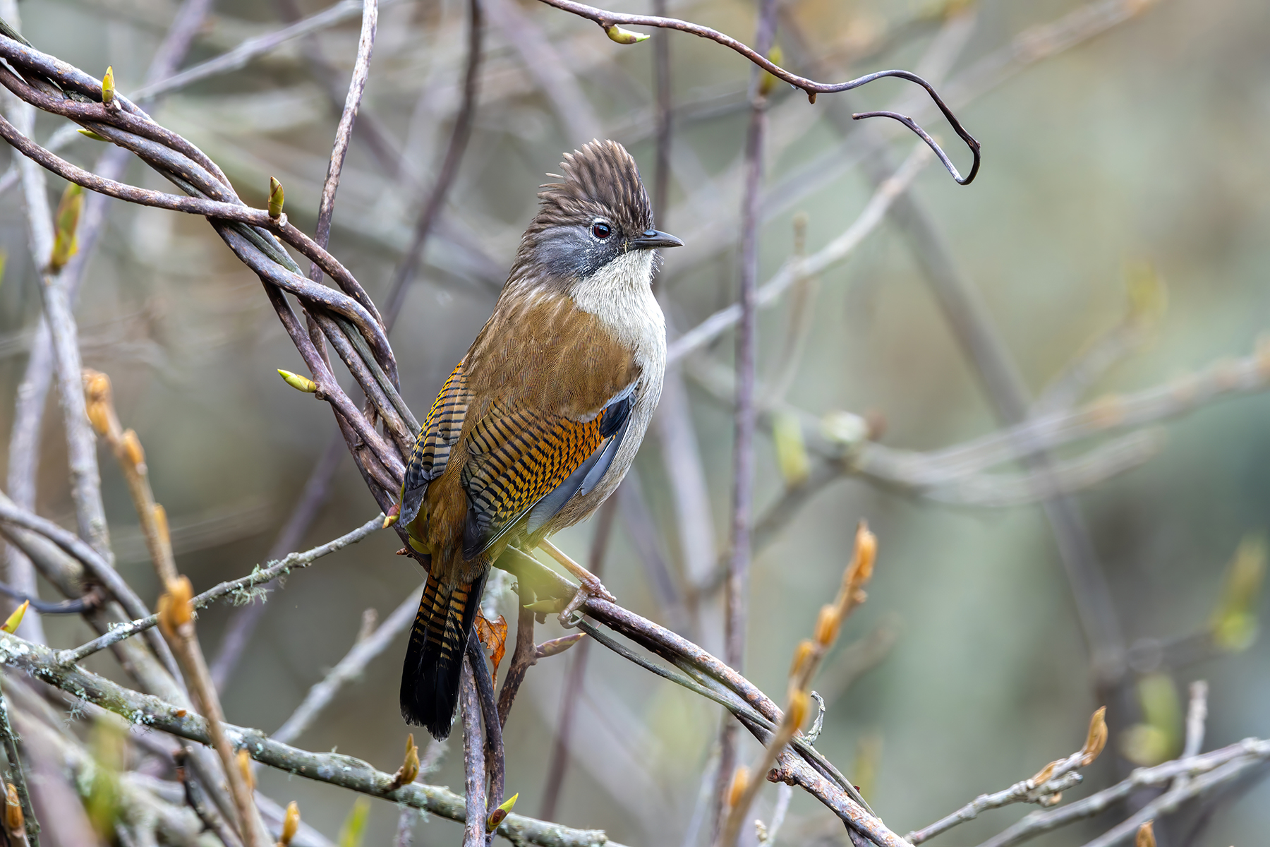 Hoary-throated Barwing (image by Nik Borrow)