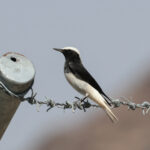 Hooded Wheatear (image by Hannu Jännes)
