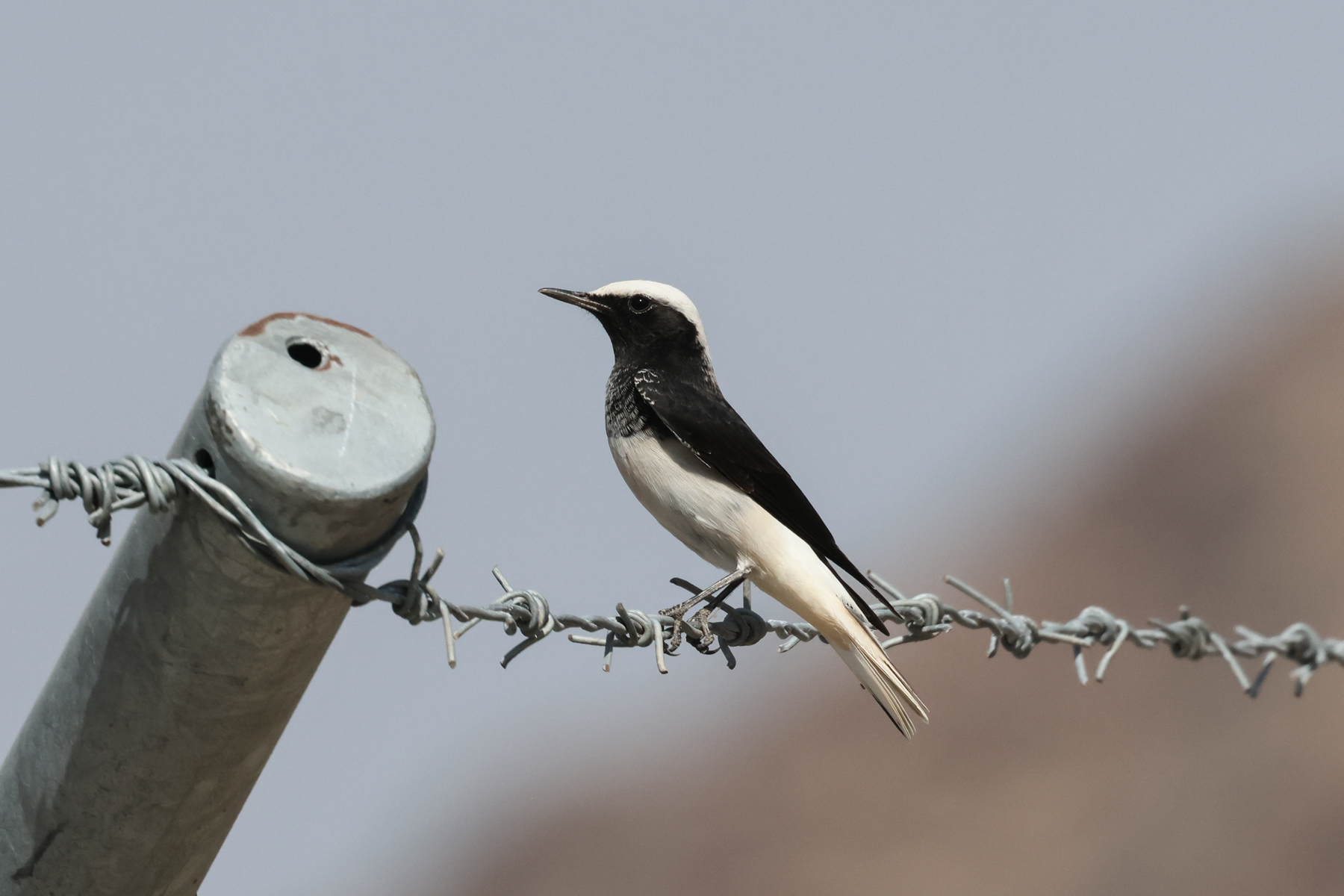 Hooded Wheatear (image by Hannu Jännes)