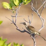 Hornbill Friarbird (image by Michael Greenshields)