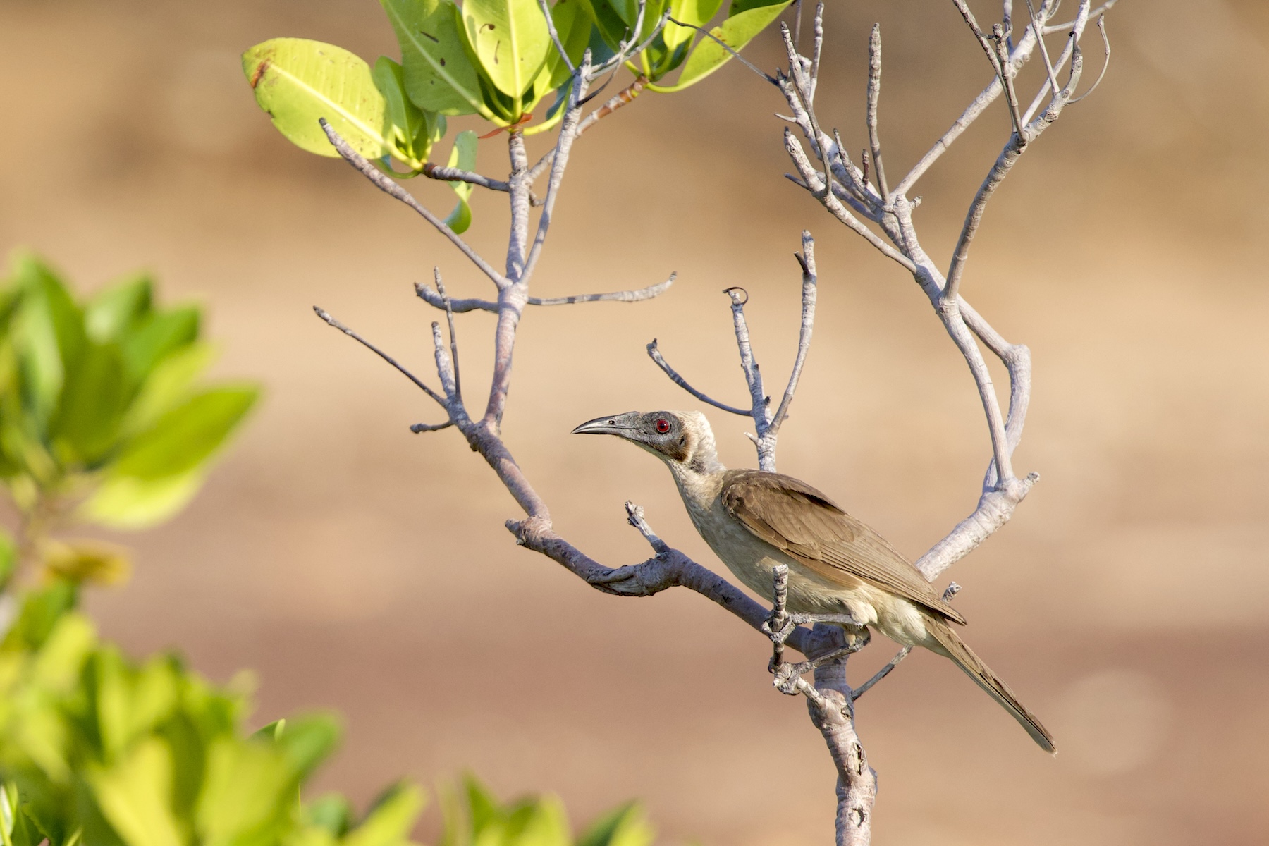 Hornbill Friarbird (image by Michael Greenshields)