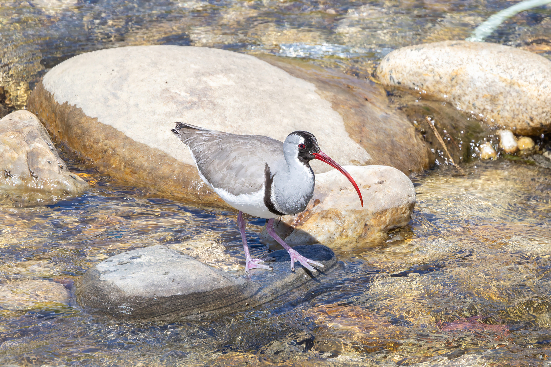 Ibisbill (image by Nik Borrow)