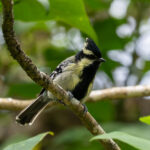 Indian Black-lored Tit (image by Dave Farrow)