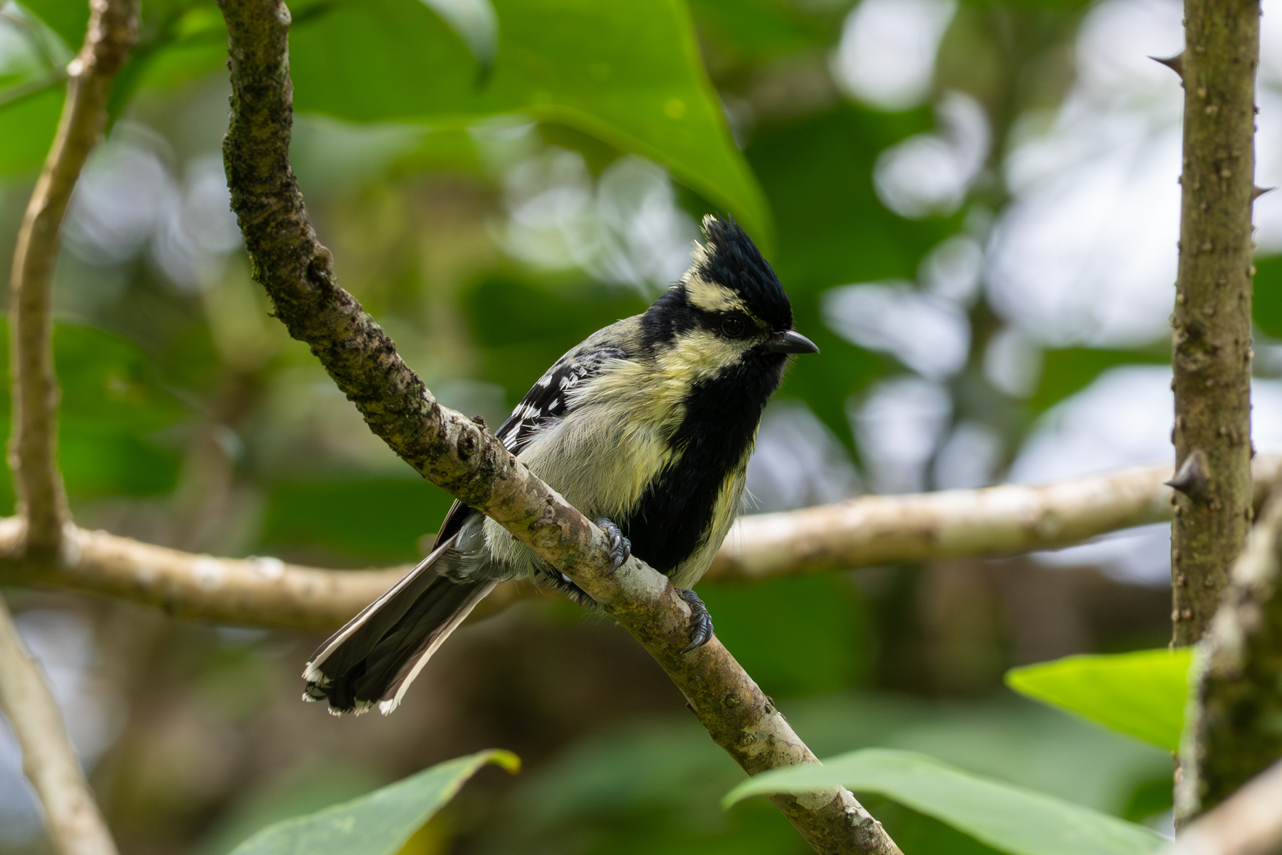 Indian Black-lored Tit (image by Dave Farrow)