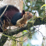 Indian Giant Squirrel (image by Dave Farrow)