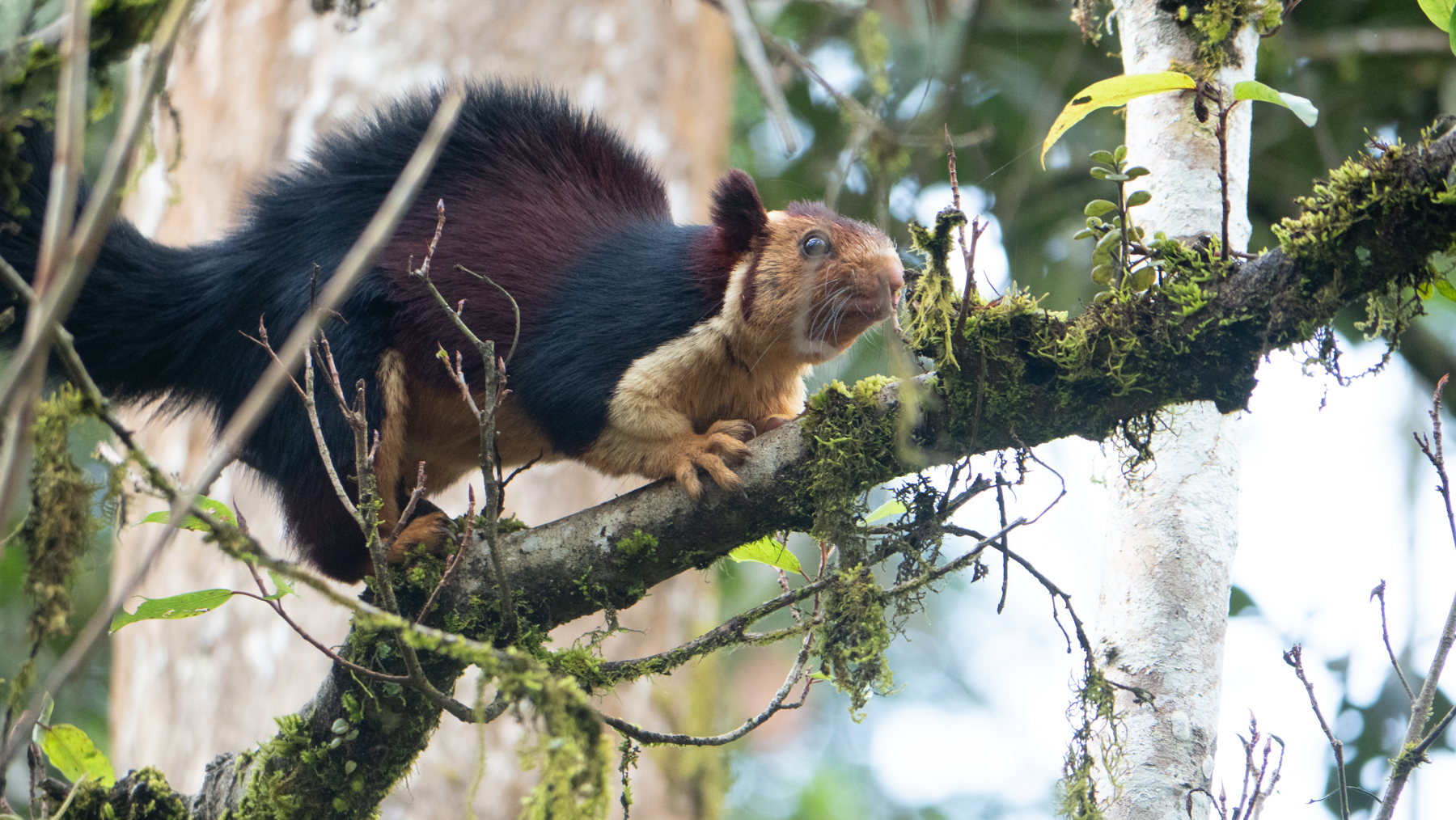 Indian Giant Squirrel (image by Dave Farrow)