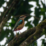 Indian Pitta (image by Dave Farrow)