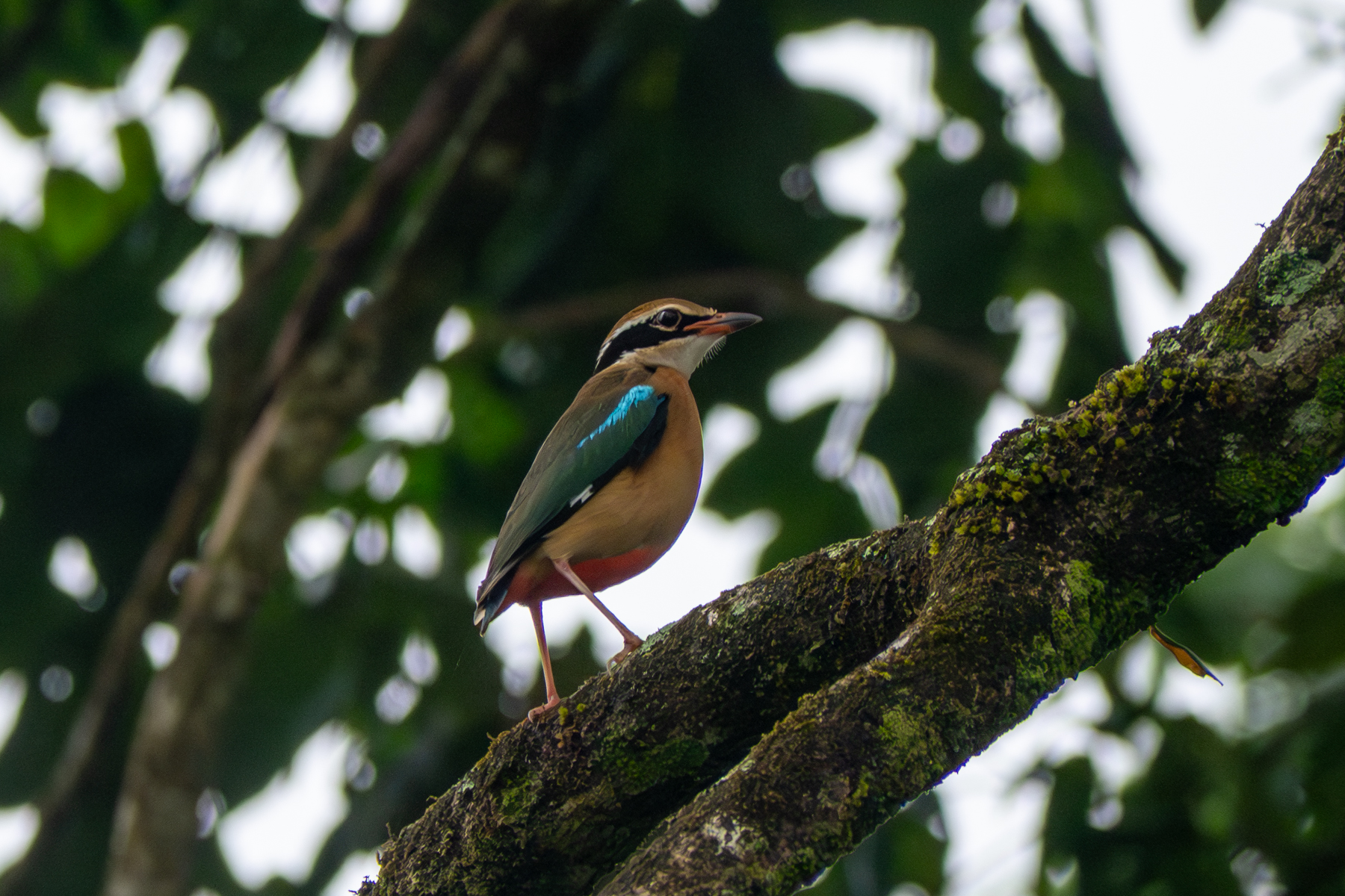 Indian Pitta (image by Dave Farrow)
