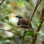 Indian Scimitar Babbler (image by Dave Farrow)