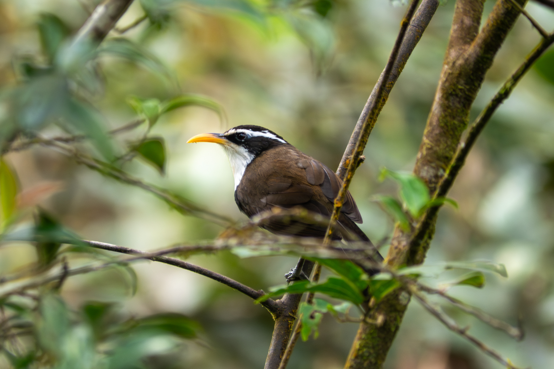 Indian Scimitar Babbler (image by Dave Farrow)