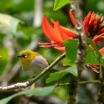 Indian White-eye (image by Dave Farrow)