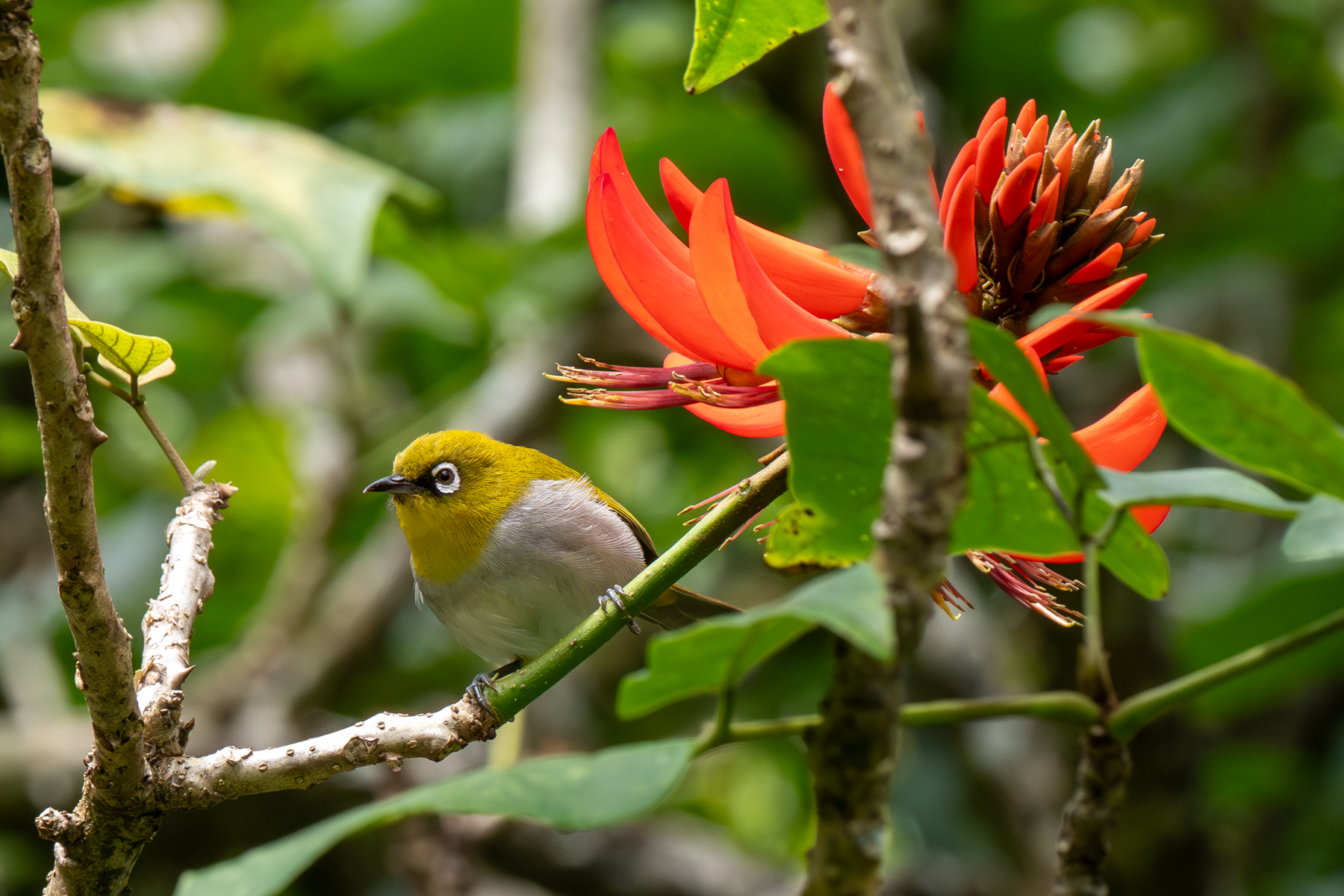 Indian White-eye (image by Dave Farrow)
