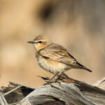 Isabelline Wheatear (image by Hannu Jännes)