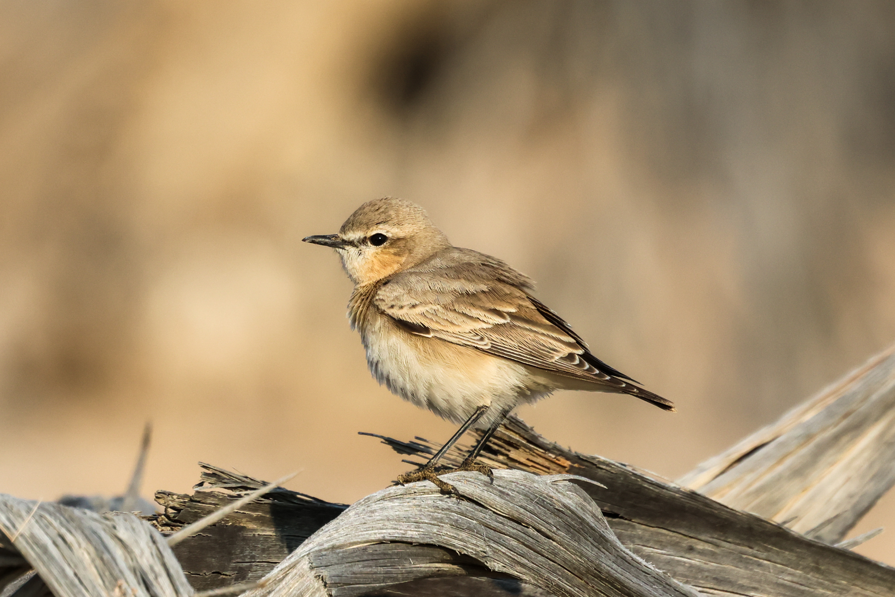 Isabelline Wheatear (image by Hannu Jännes)