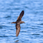 Jouanin's Petrel (image by Hannu Jännes)
