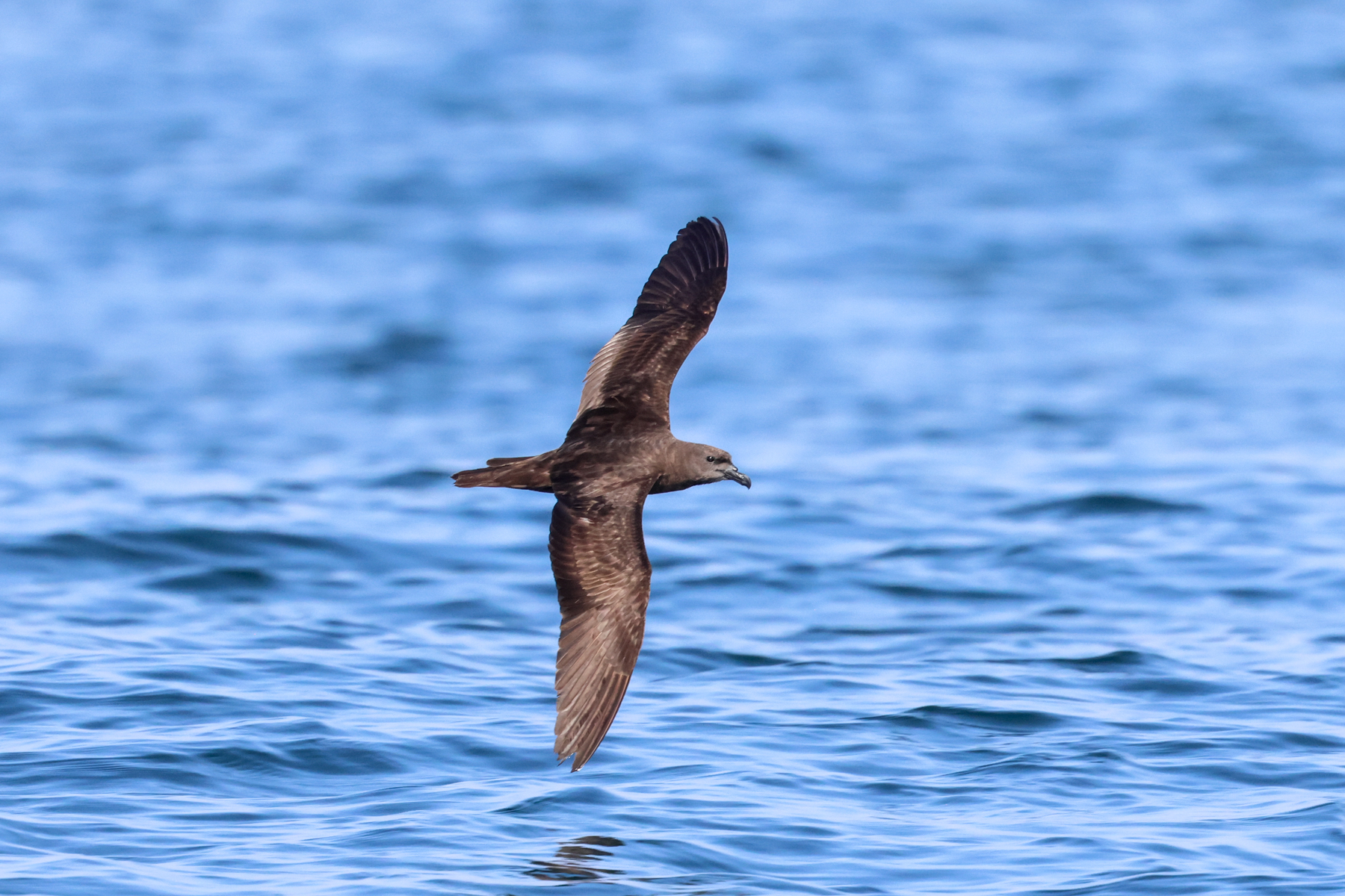 Jouanin's Petrel (image by Hannu Jännes)