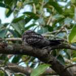 Jungle Nightjar (image by Dave Farrow)
