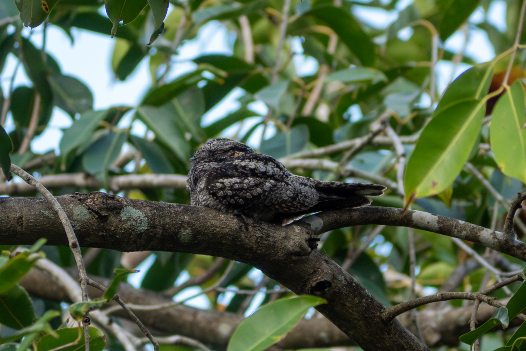 Jungle Nightjar (image by Dave Farrow)