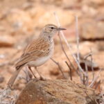 Karoo-Benguela Long-billed Lark (image by Janos Olah)