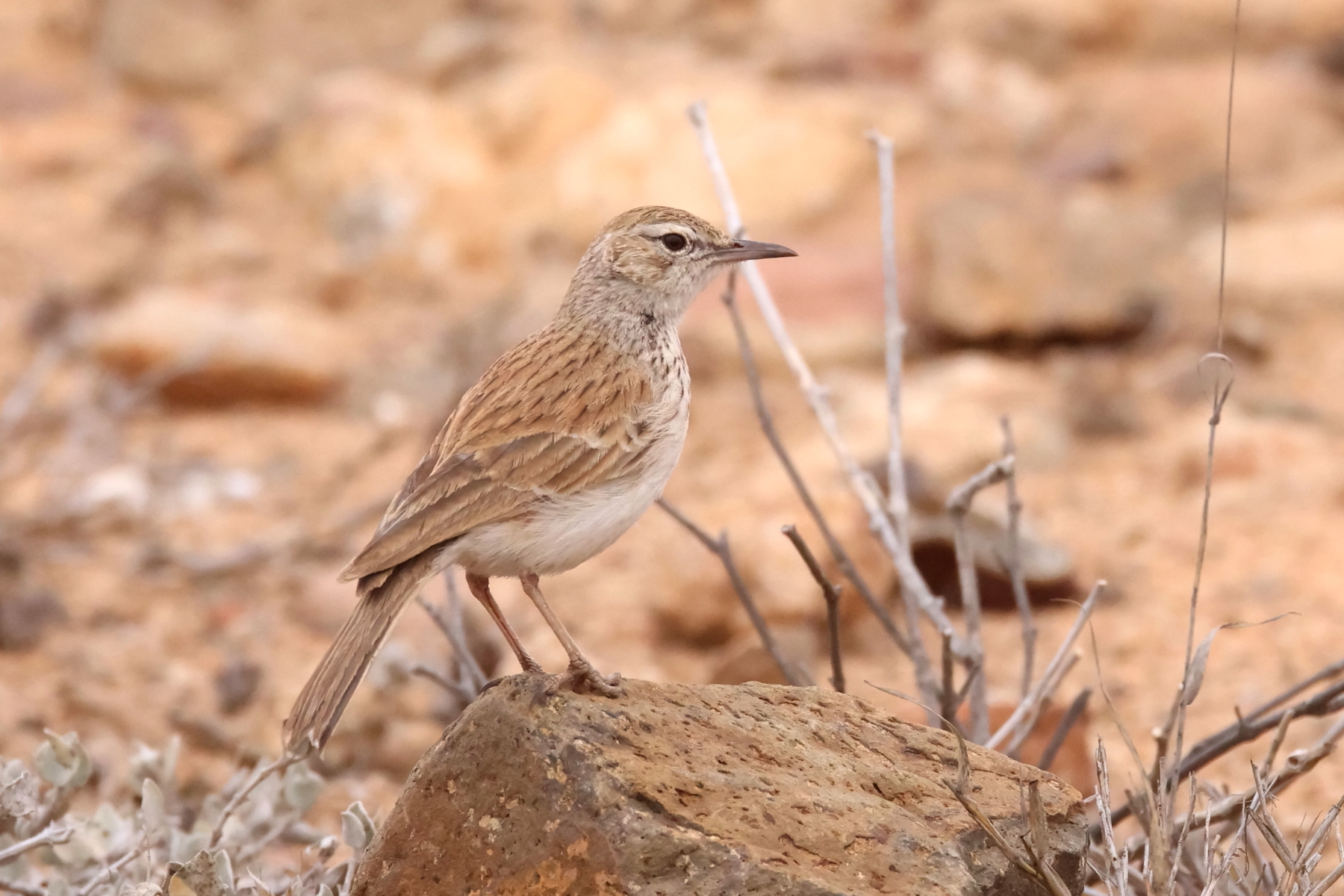 Karoo-Benguela Long-billed Lark (image by Janos Olah)